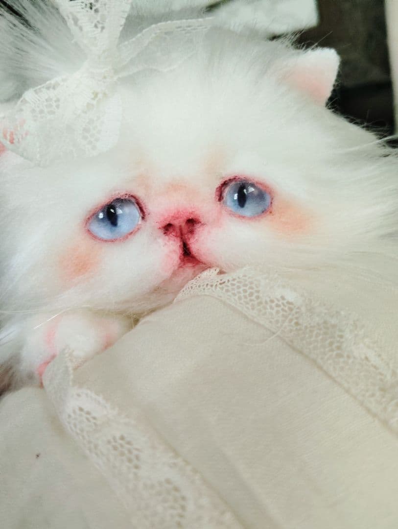 綺麗なオメメの女の子❤エキゾチック子猫ちゃん♡アートドール♡ぬいぐるみ♡