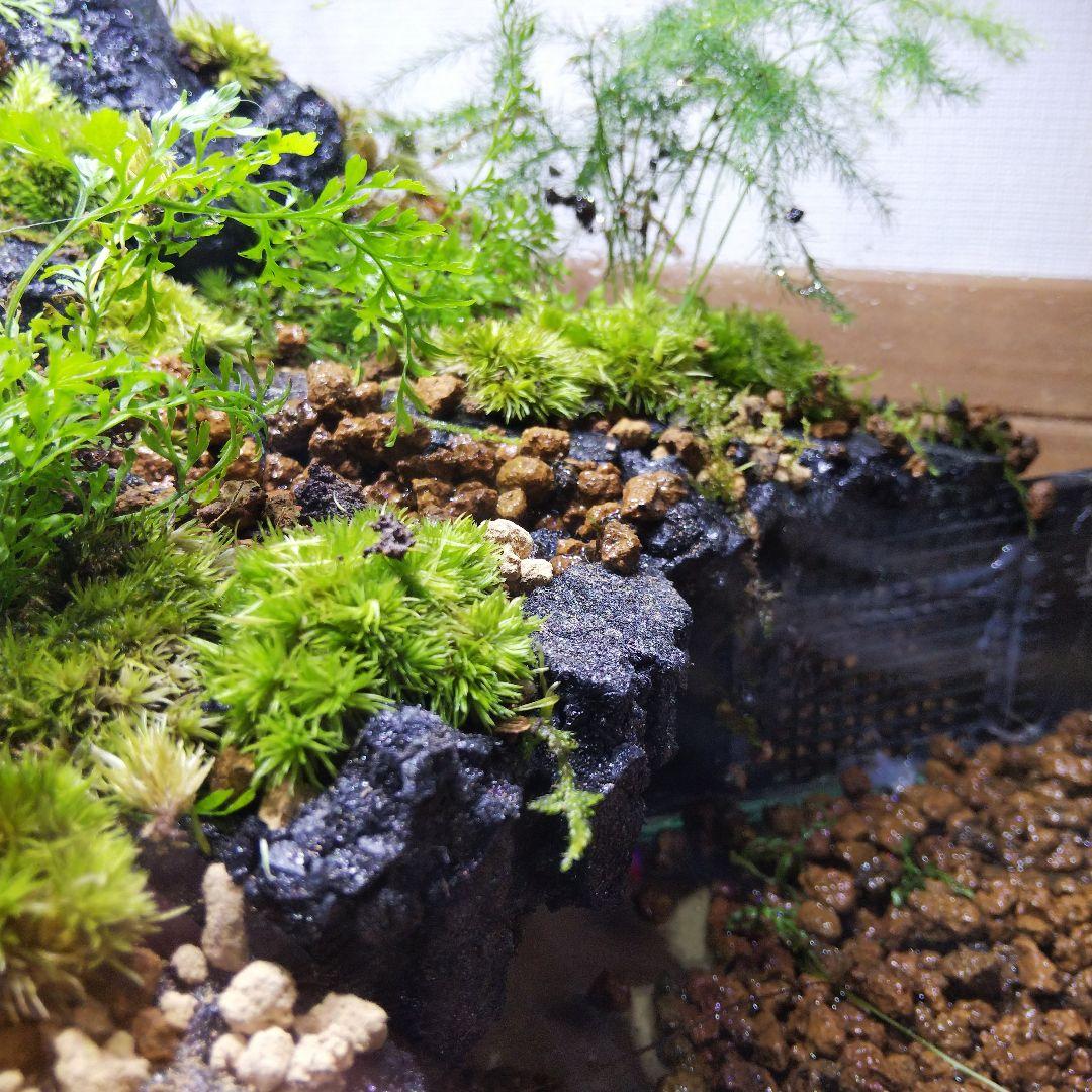 【オーダーメイド】滝のあるアクアテラリウム