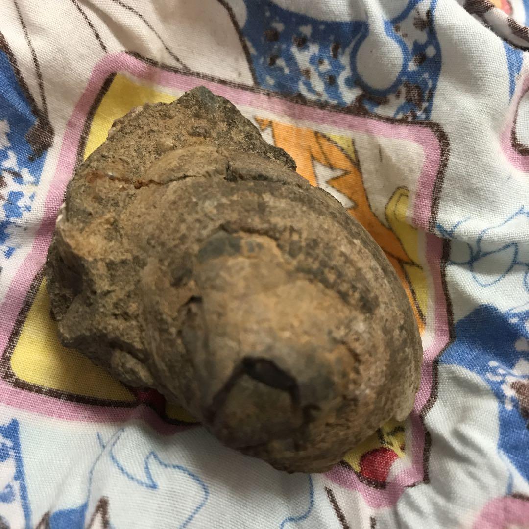 貝の化石