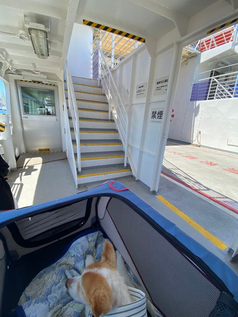 大型ドッグカート　ペットバギー　大型犬　超大型犬　多頭　海外購入