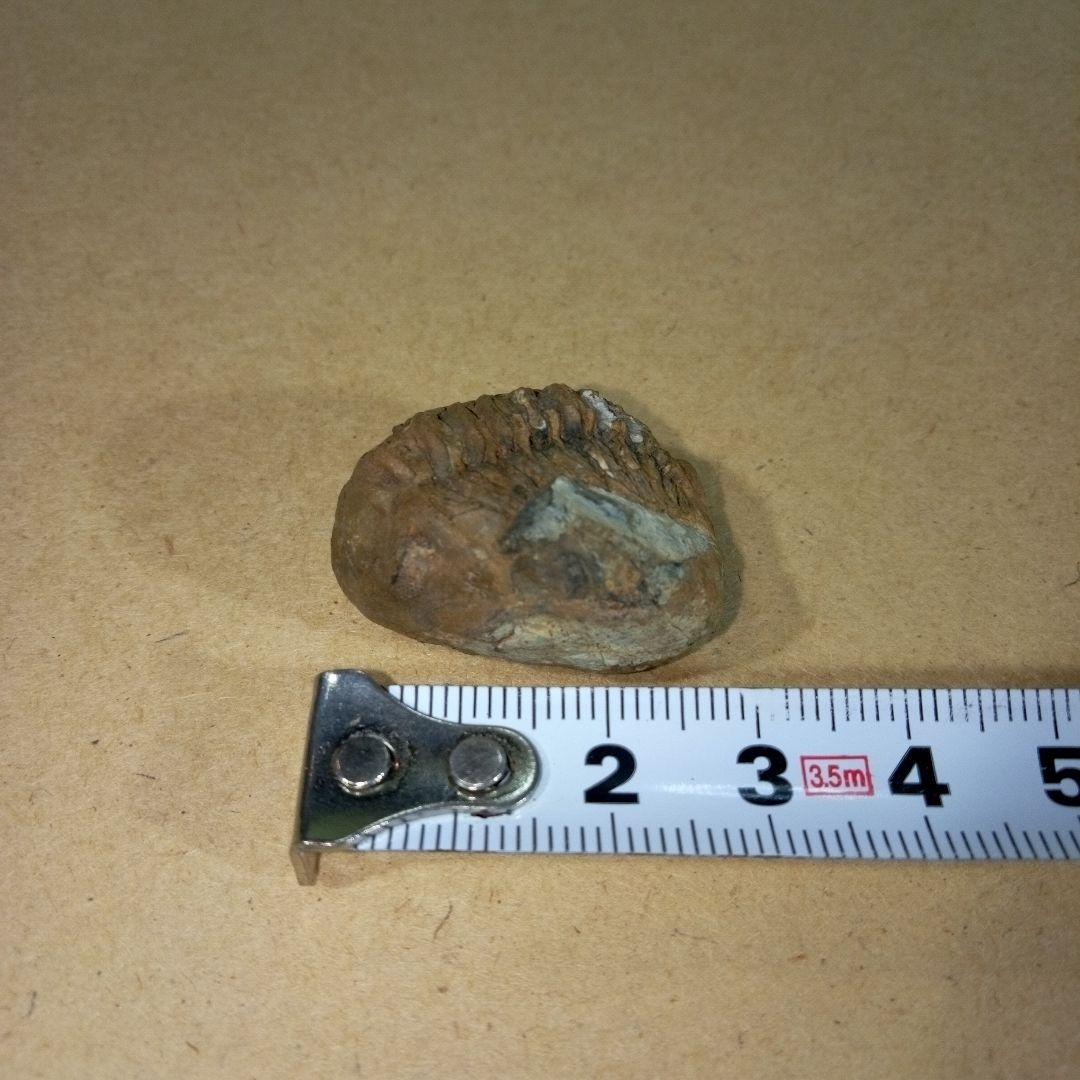 三葉虫　化石　三葉虫化石　究極のレトロ　fossil　ボリビア産　化石管理番号⑬