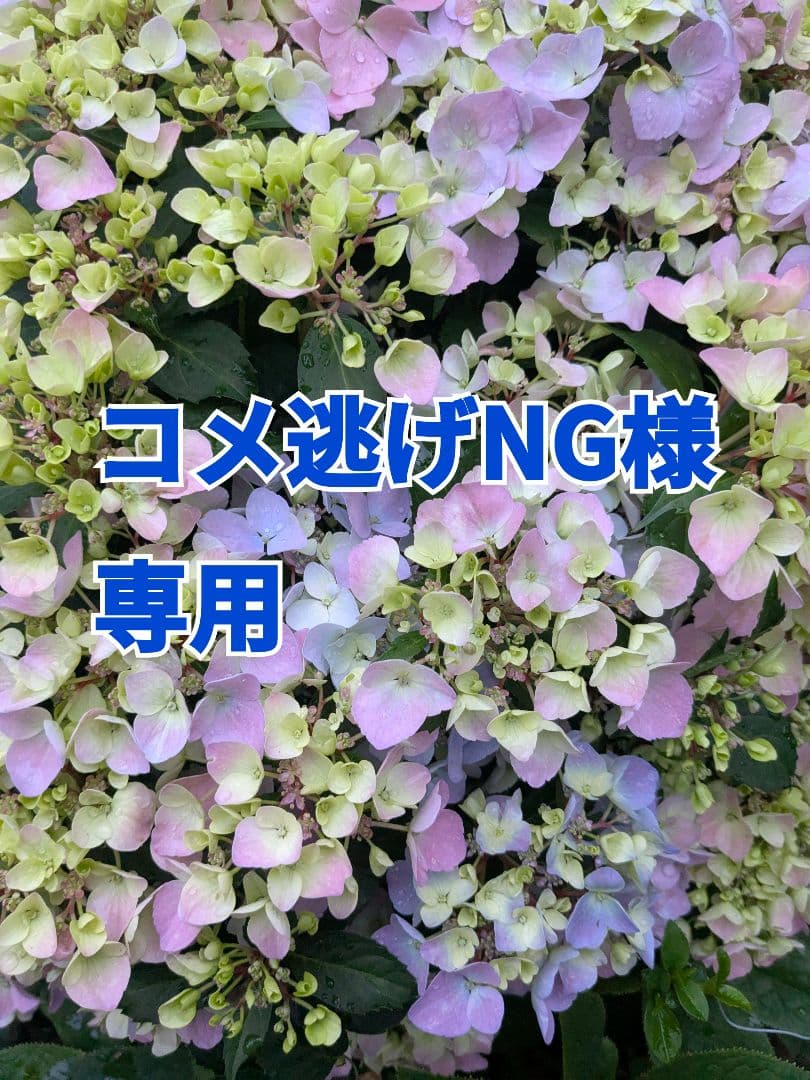 K10ゴールド フープピアス ホワイトトパーズ　スタージュエリー