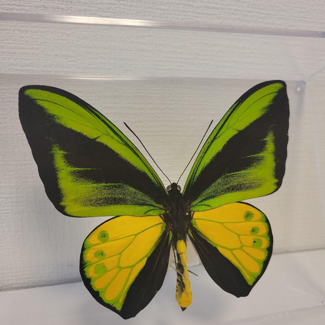 蝶の標本　トリバネチョウの王様(珍珍AA)