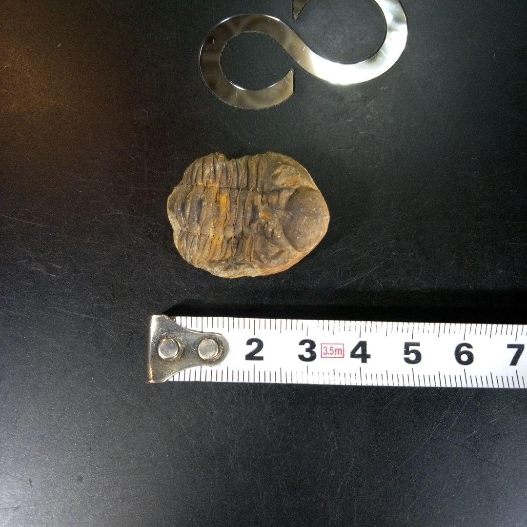 三葉虫　化石　fossil　海　ボリビア産　trilobite　海生動物網②
