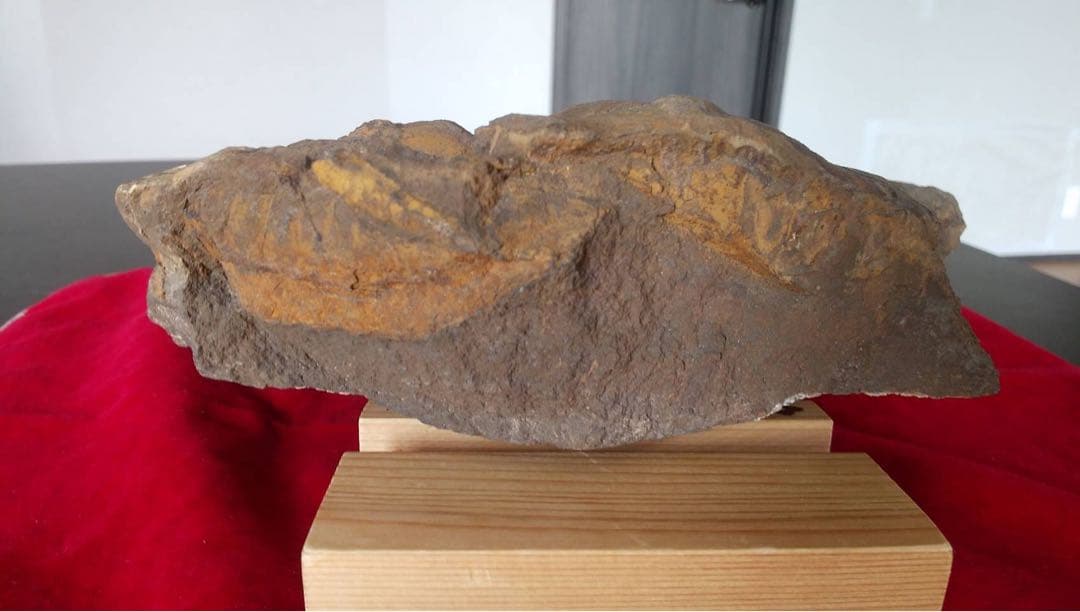 三葉虫化石　化石　古道具　アンティーク　ディスプレイ　オブジェ