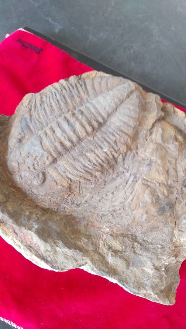 三葉虫化石　化石　古道具　アンティーク　ディスプレイ　オブジェ