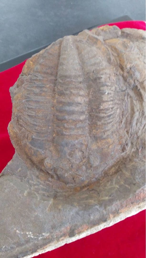 三葉虫化石　化石　古道具　アンティーク　ディスプレイ　オブジェ