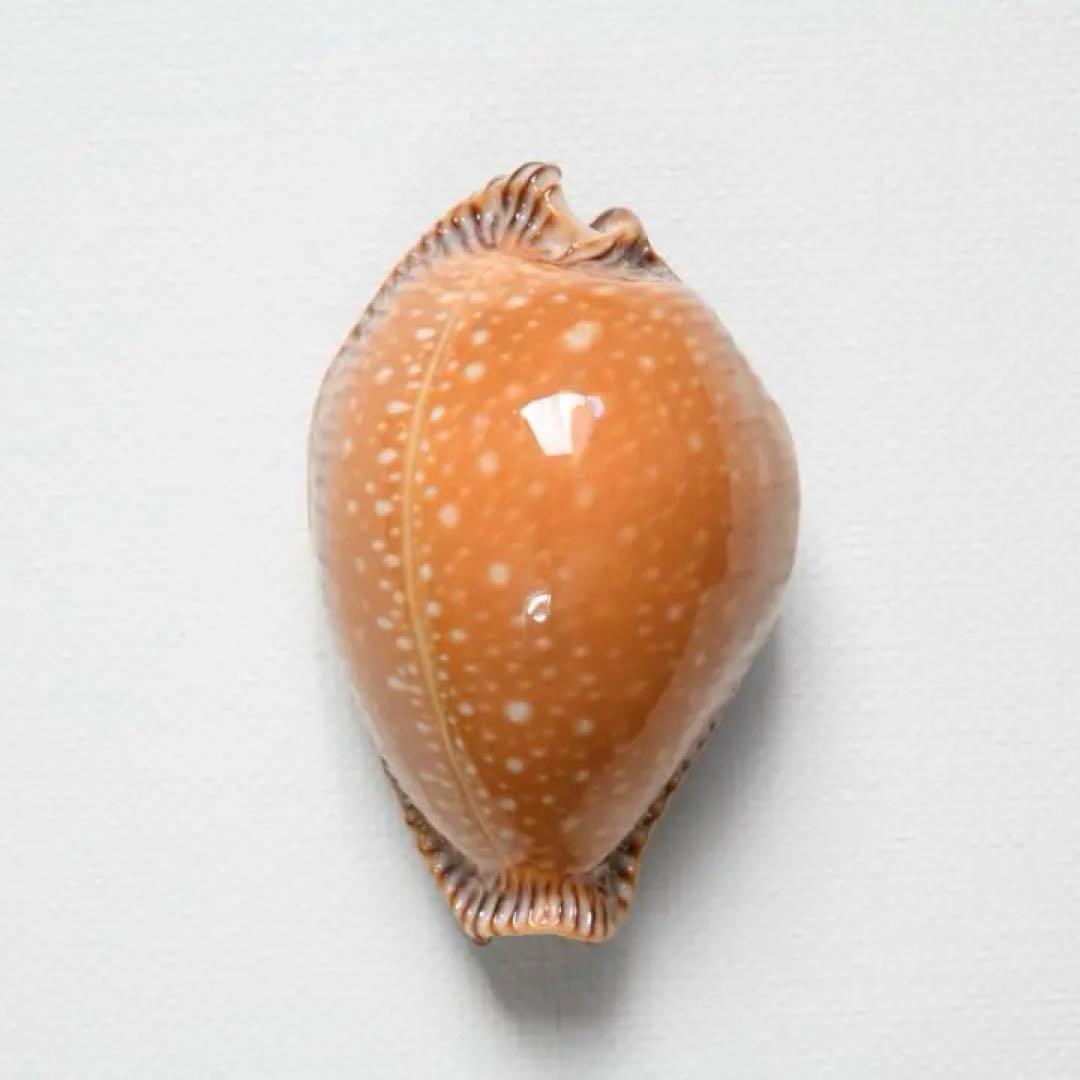 ベンガルクロユリダカラ【貝殻・タカラガイ】