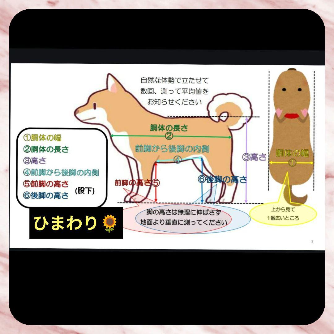 柴犬4輪　リハビリ　食事補助　犬用車椅子　介護補助　犬の歩行器