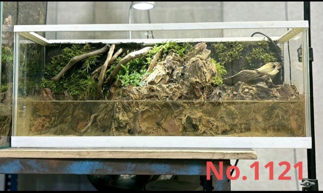 滝の流れるアクアテラリウム　イモリウム