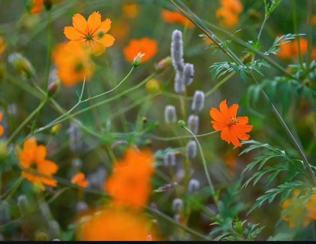 NIKKOR Nikon Z マウント 85/1.8 S レンズ