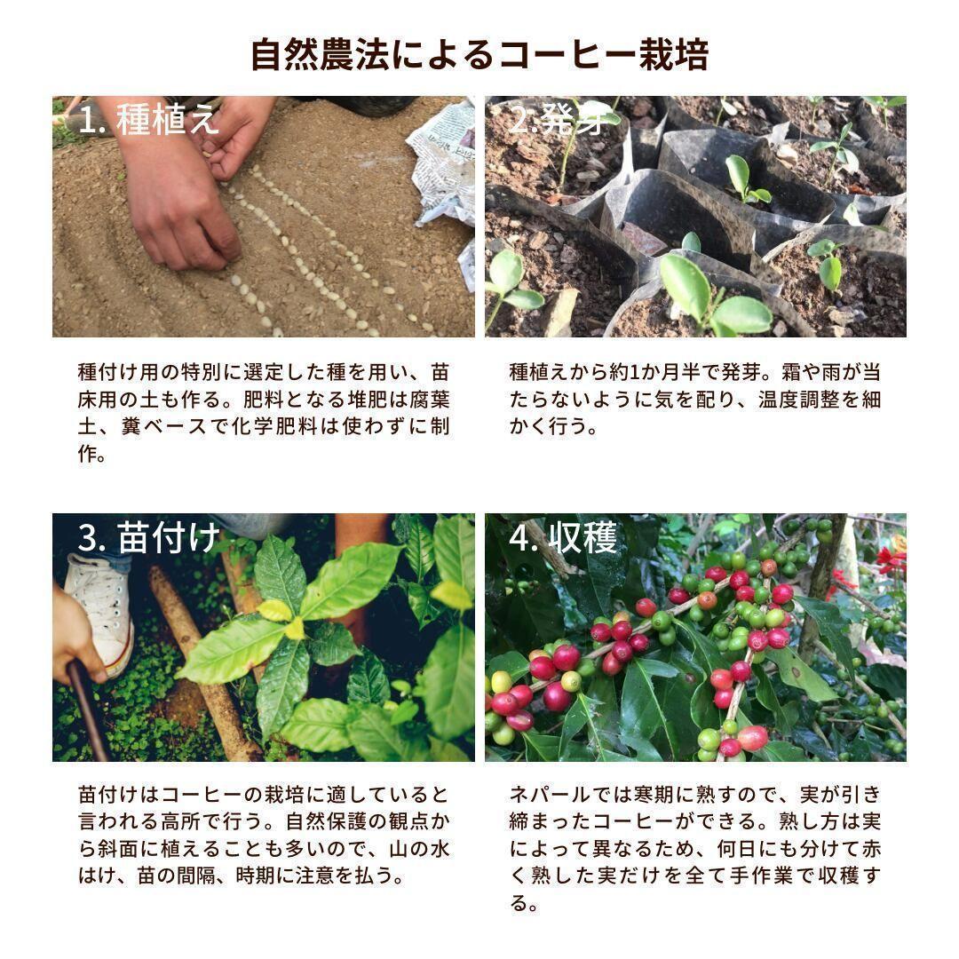 オーガニックコーヒー ミディアム フェアトレード 1kg コーヒー豆 ネパール