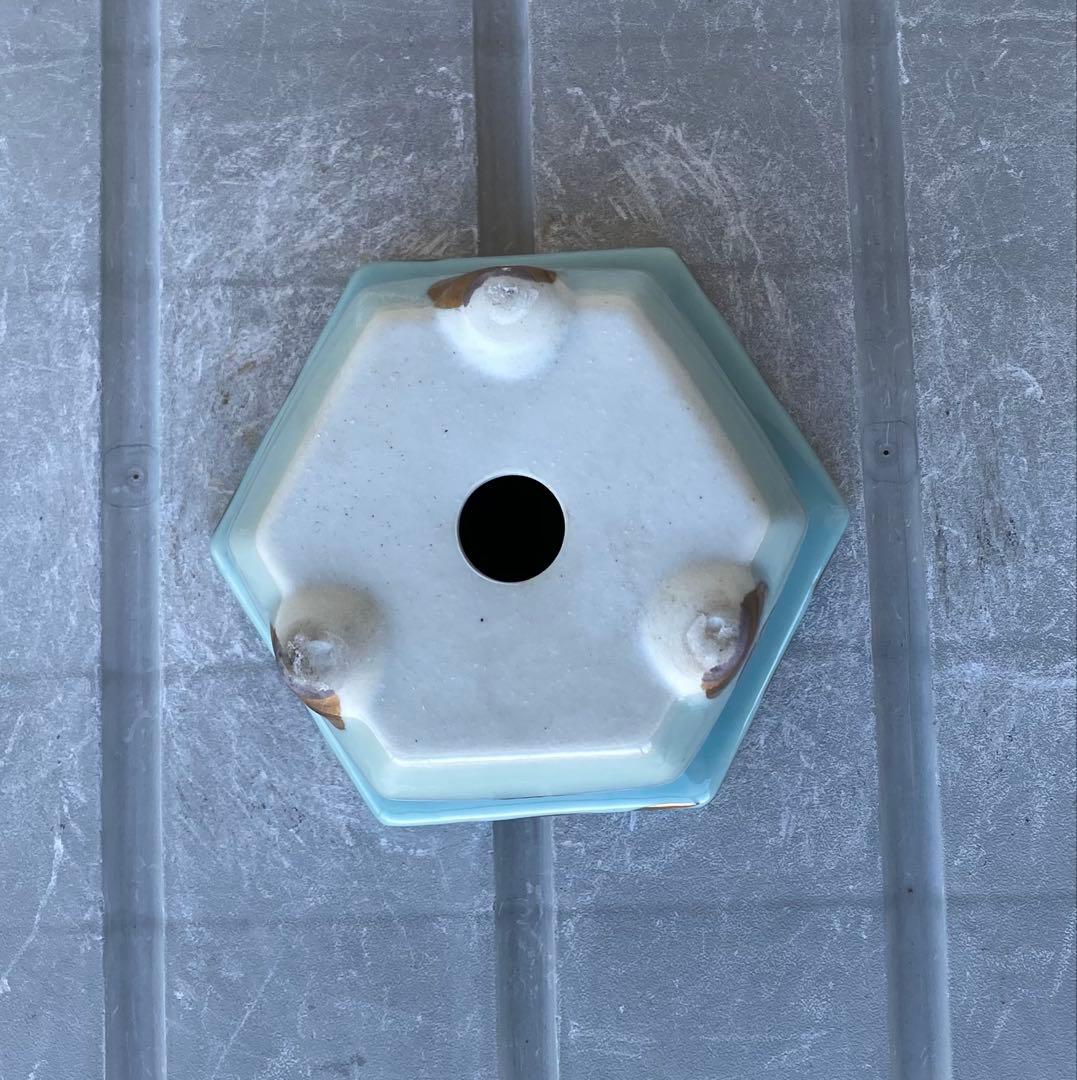 尾張焼 瀬戸焼 青磁 金彩 六角 盆栽鉢 盆栽 植木鉢