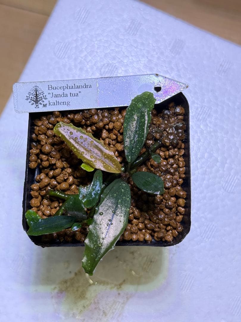 bucephalandra sp. \