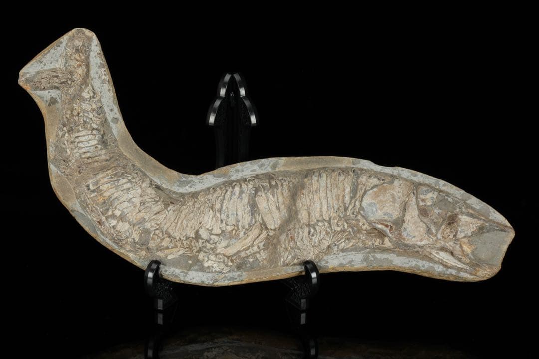 白亜紀前期 サンタナ層産 古代魚化石 魚類化石 クラドキクルス 骨格 標本