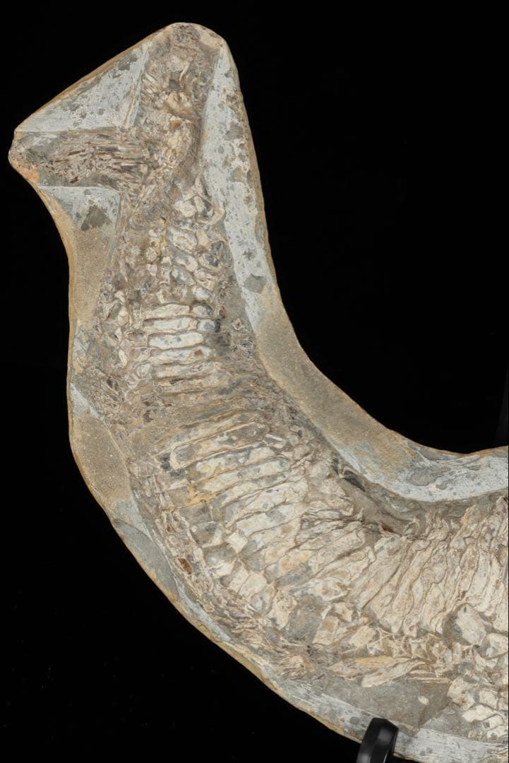 白亜紀前期 サンタナ層産 古代魚化石 魚類化石 クラドキクルス 骨格 標本