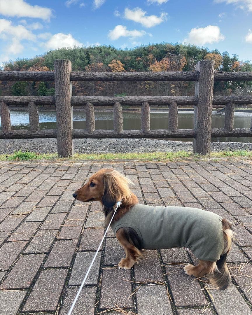 ダックスフンド　DM DML ロンパース　犬服　わんこ服　カーキー　ダックス