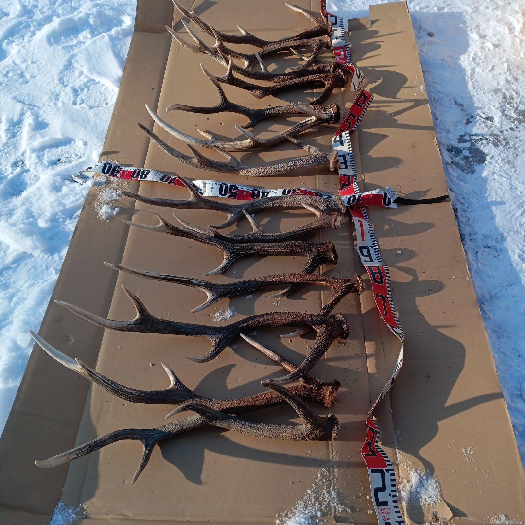 天然蝦夷鹿の角 　犬のおもちゃ　 工芸品などにどうぞ　１１番