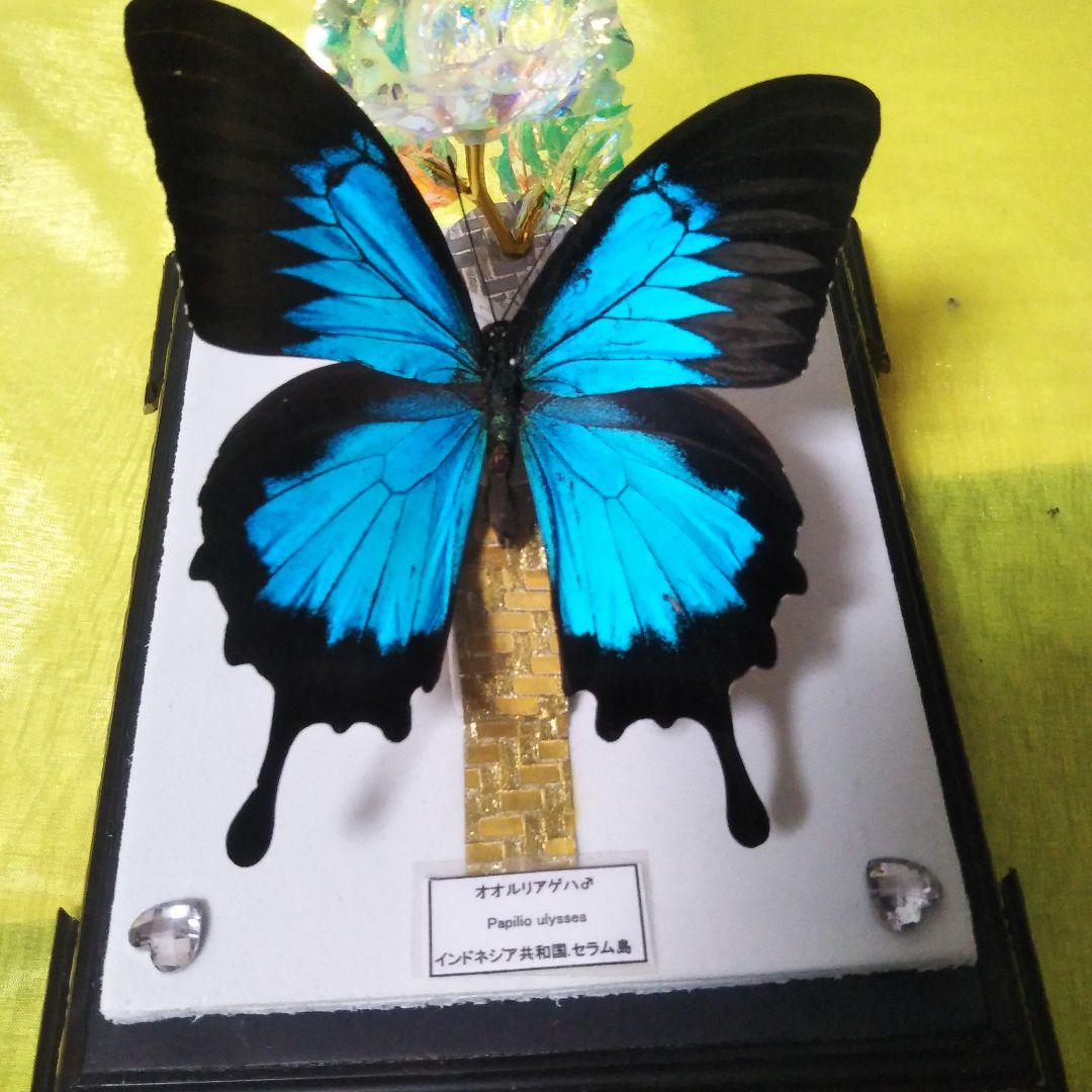 美麗オオルリアゲハの置物