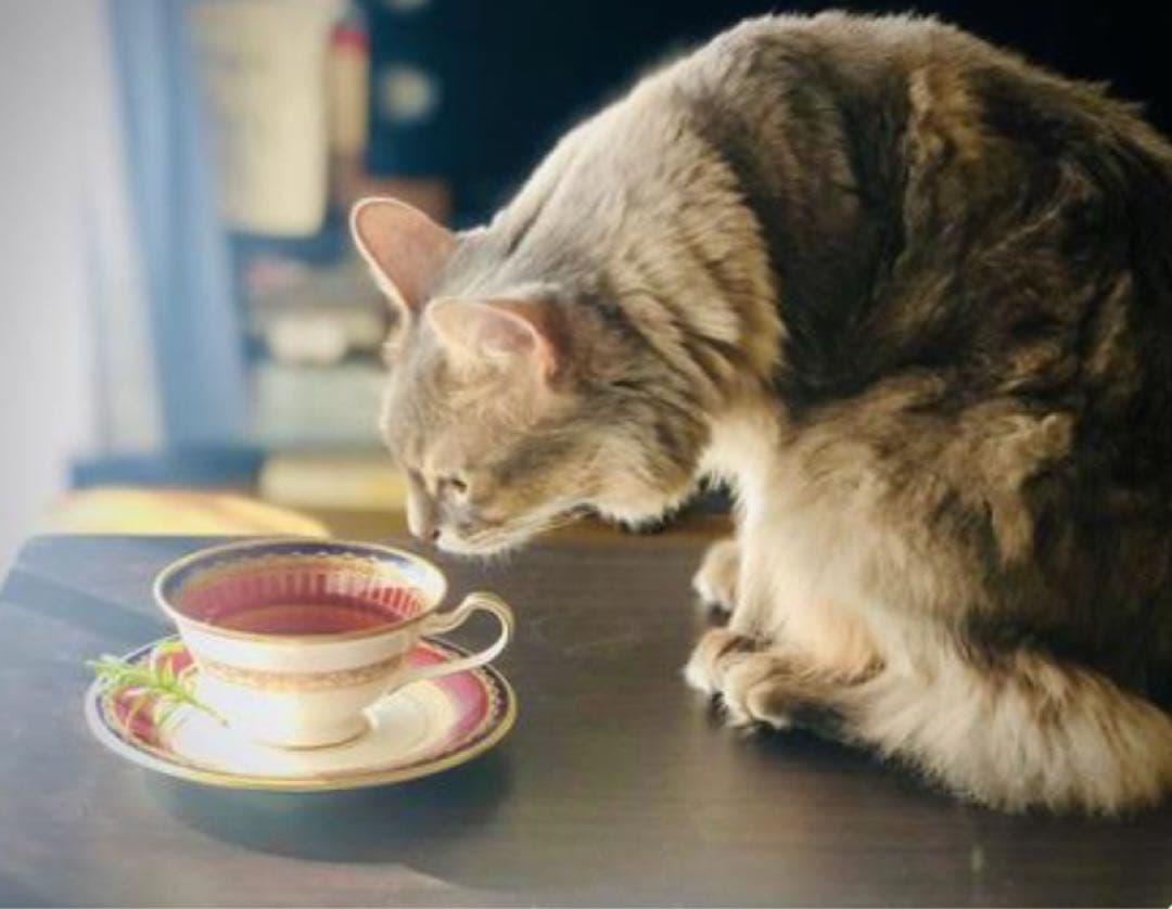 高ポリフェノール　ノンアルコール　ワインティー　100g粉末入り　２本セット