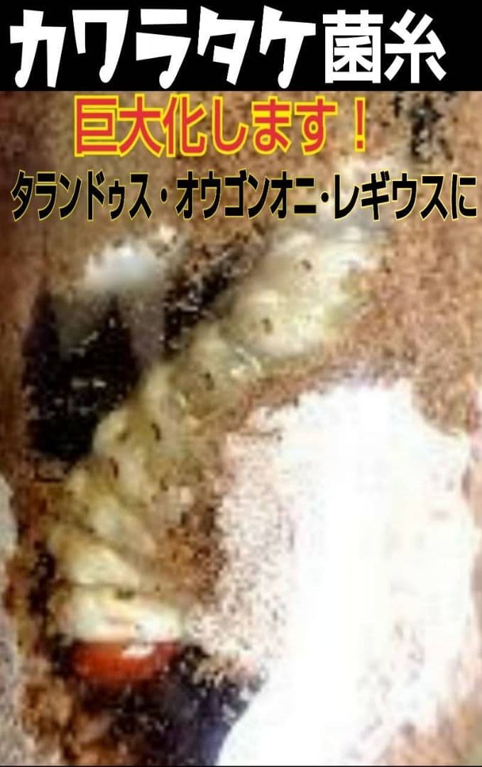 極上！カワラタケ菌糸瓶【8本】特殊アミノ酸強化配合！タランドゥス、オウゴンオニに