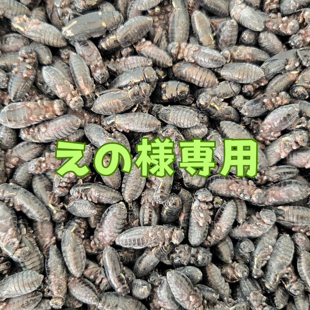 えの