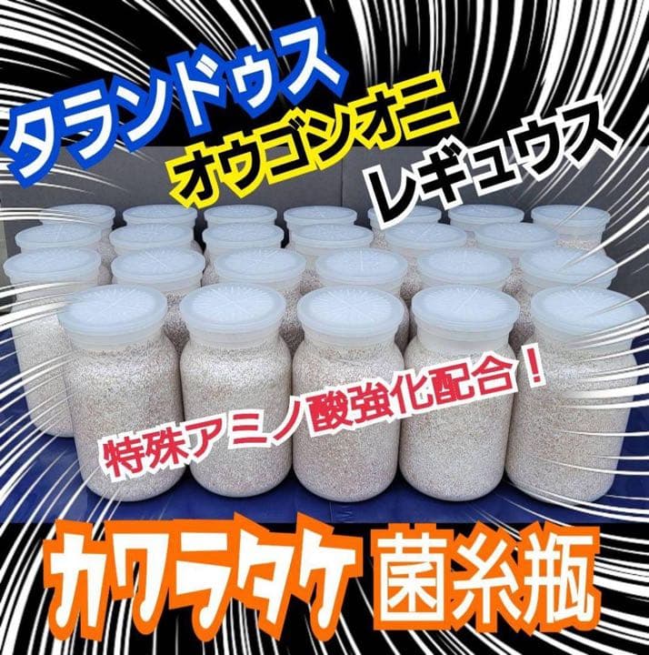 極上！カワラ菌糸瓶【4本】タランドゥス・オウゴンオニクワガタ・レギウスが巨大化！