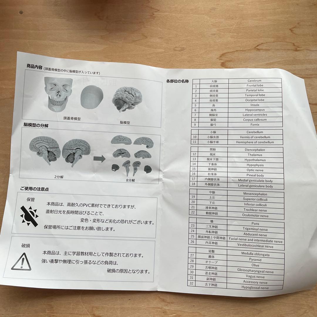 大幅値下KIYOMARU 8分解脳模型　頭蓋骨　理学療法BZN-2310-001