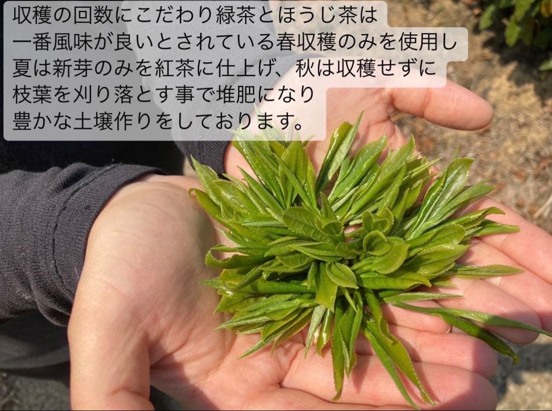【無農薬抹茶】便利な個包装スティック100本入り！溶かすだけ簡単パウダータイプ