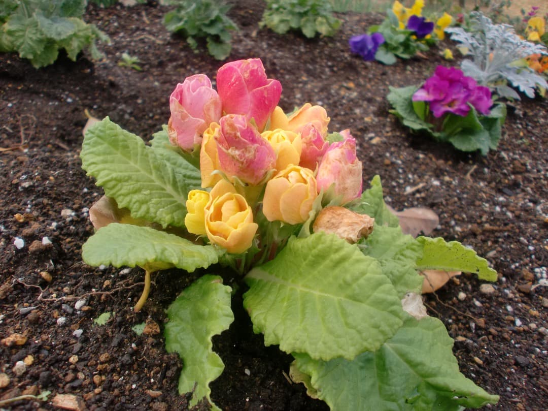 追加あり⭕️【動作確認済み】CASIO EXILIM EX-Z270