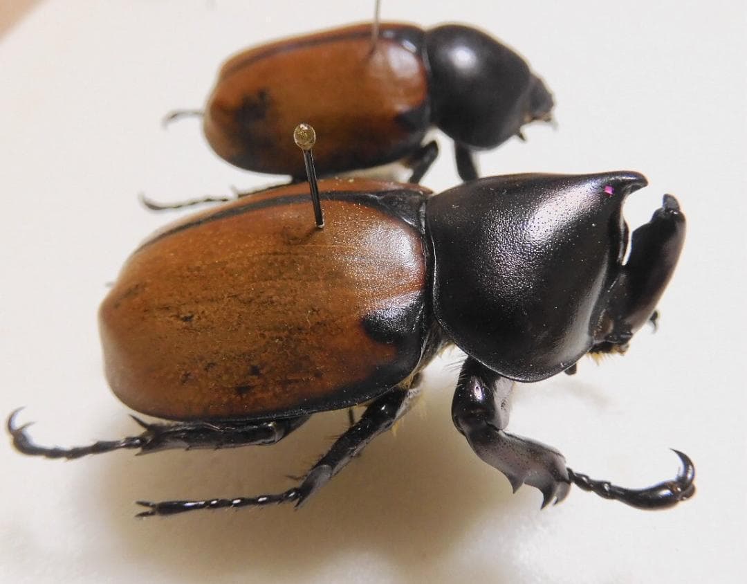 ペルー産　特大　フンボルトヒナカブト　45mm39mm ペア