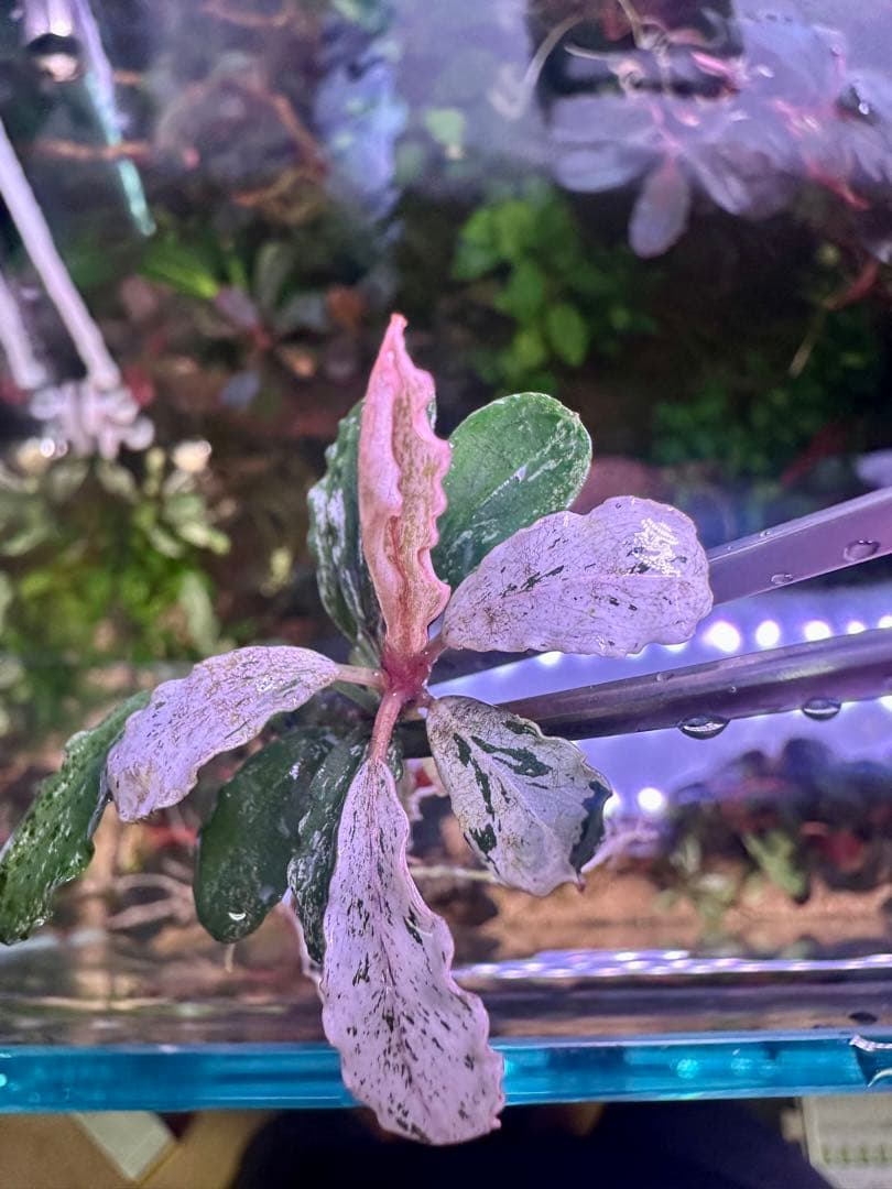 ブセファランドラｓｐ. ピンクバリエガータい斑入り