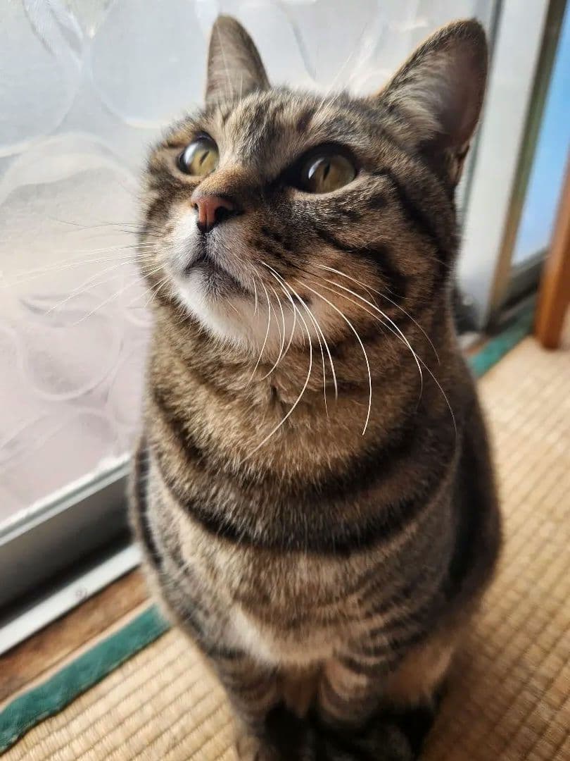 猫の写真