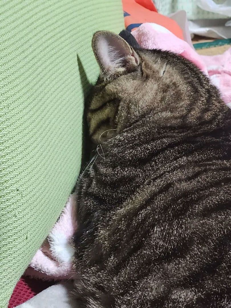 猫の写真