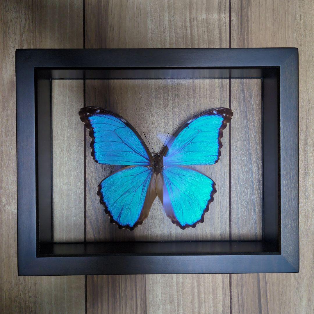 FlyingMorphoButterfly　空を翔ぶ宝石　モルフォ蝶