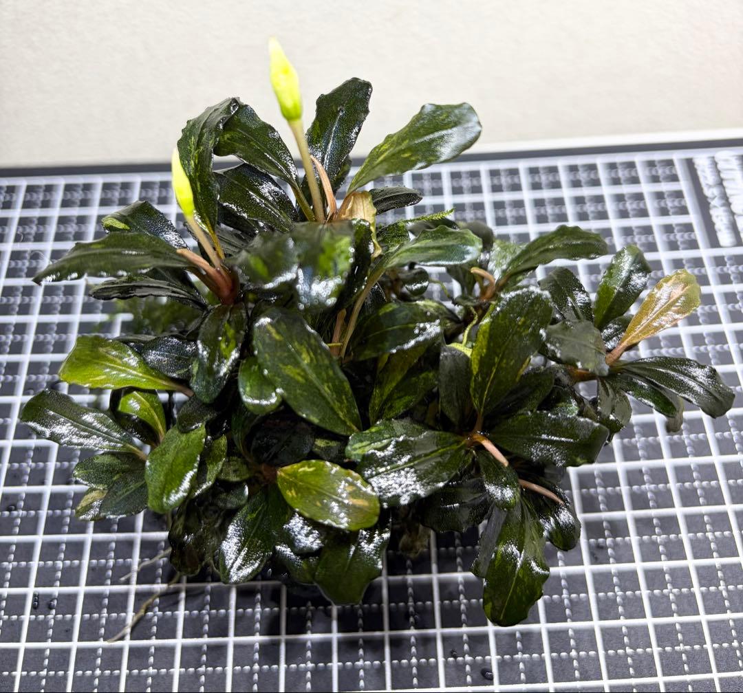 一点物　ブセファランドラ　バリエガータ　群生株　水中葉