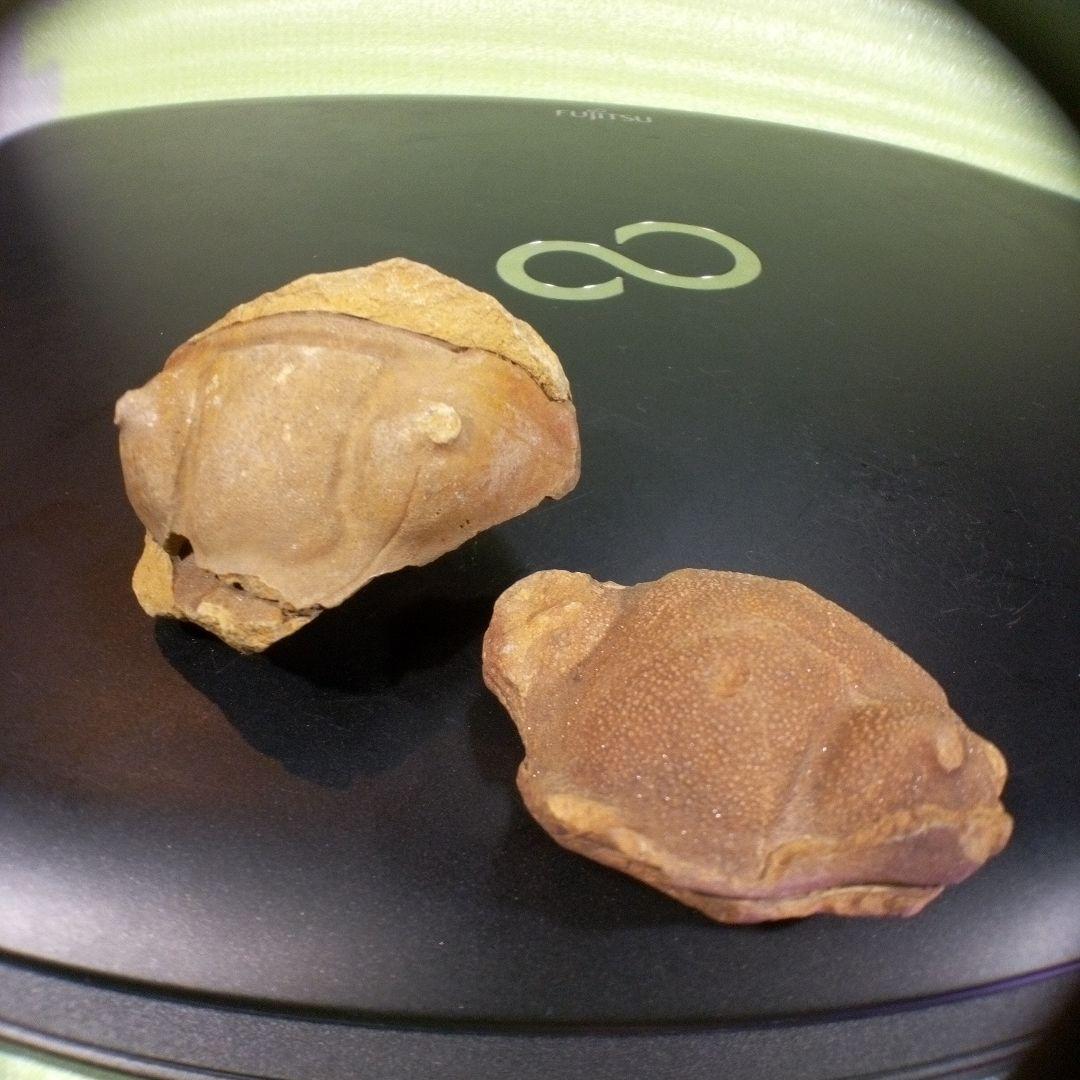 三葉虫　化石　fossil　ボリビア産　レア　Fossil識別④　２個セット