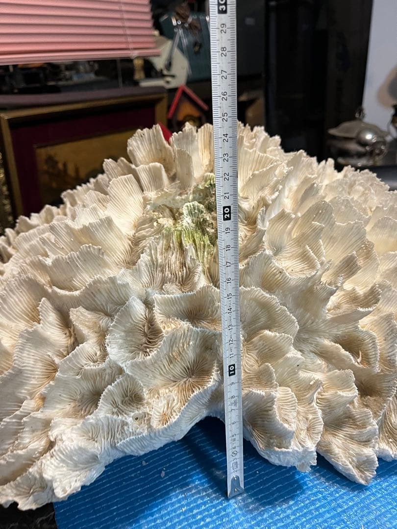 超特大珊瑚礁、直径66センチ、ナガレハナサンゴ、飾りサンゴ、海水魚、白化珊瑚