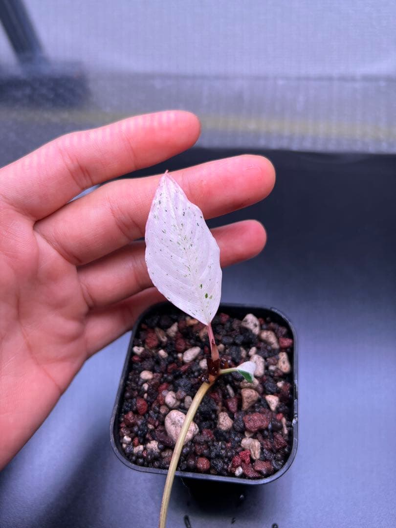 o*o様 ブセファランドラ（斑入り株）Bucephalandra Pipto