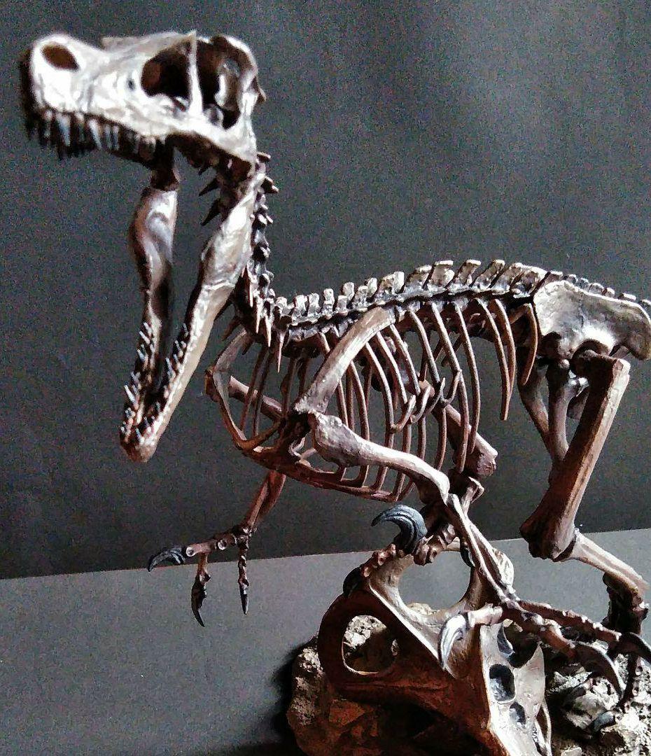 恐竜　化石　骨格　標本　獣脚類　骨格モデル