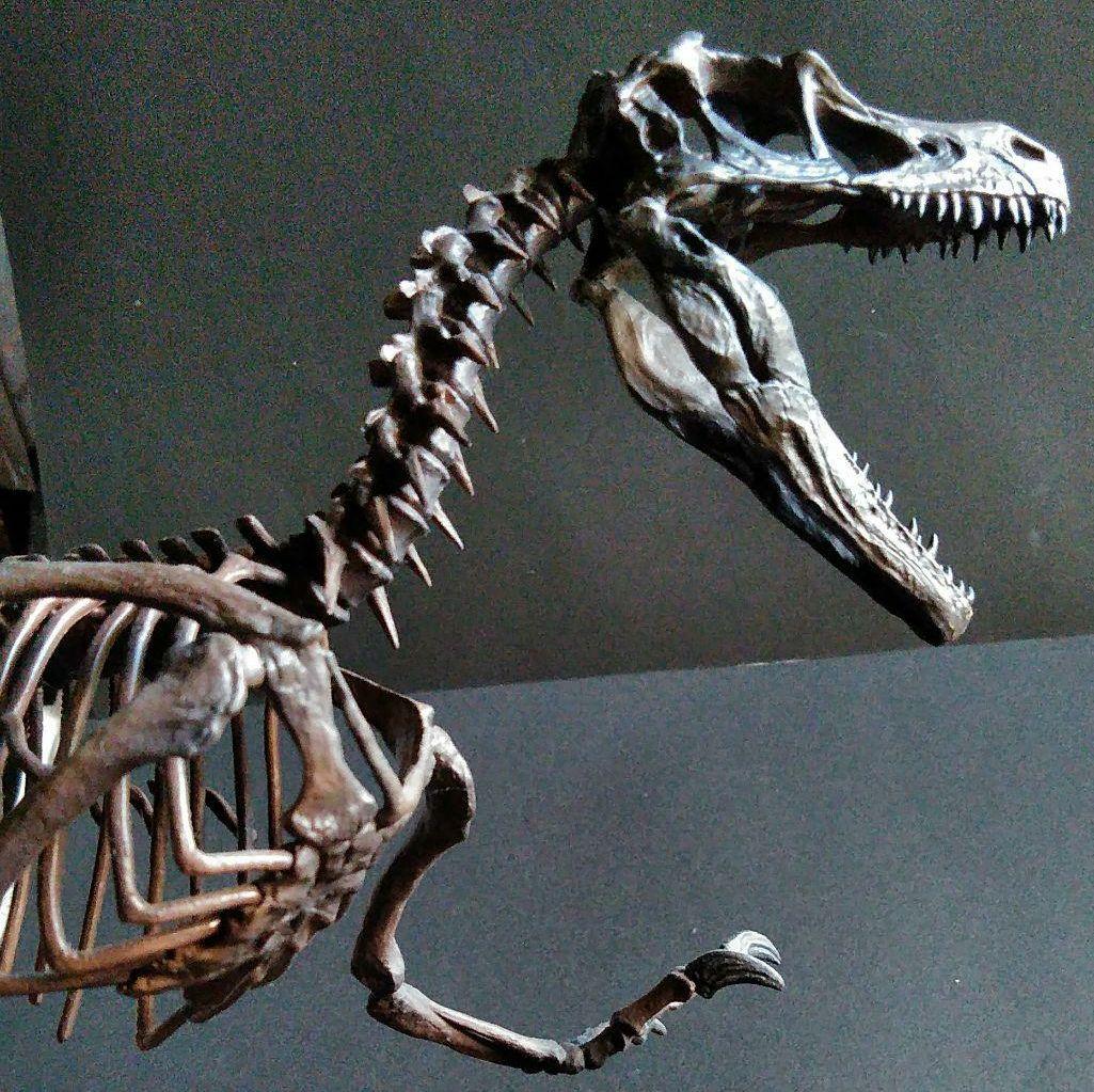 恐竜　化石　骨格　標本　獣脚類　骨格モデル