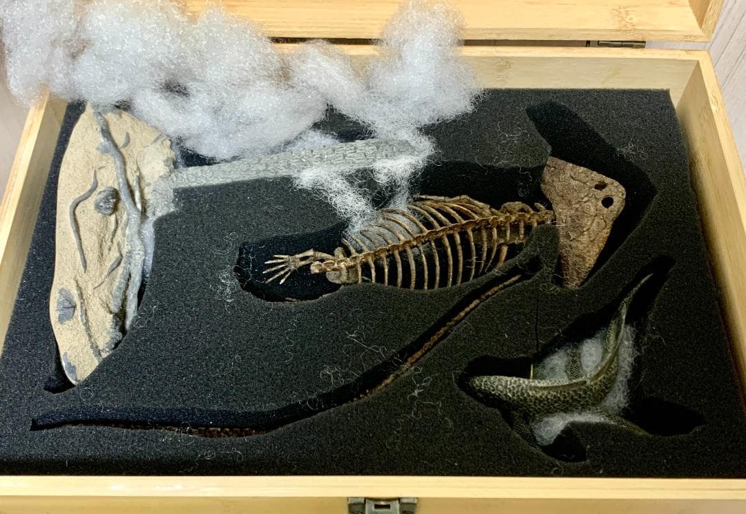 ディプロカウルス 化石