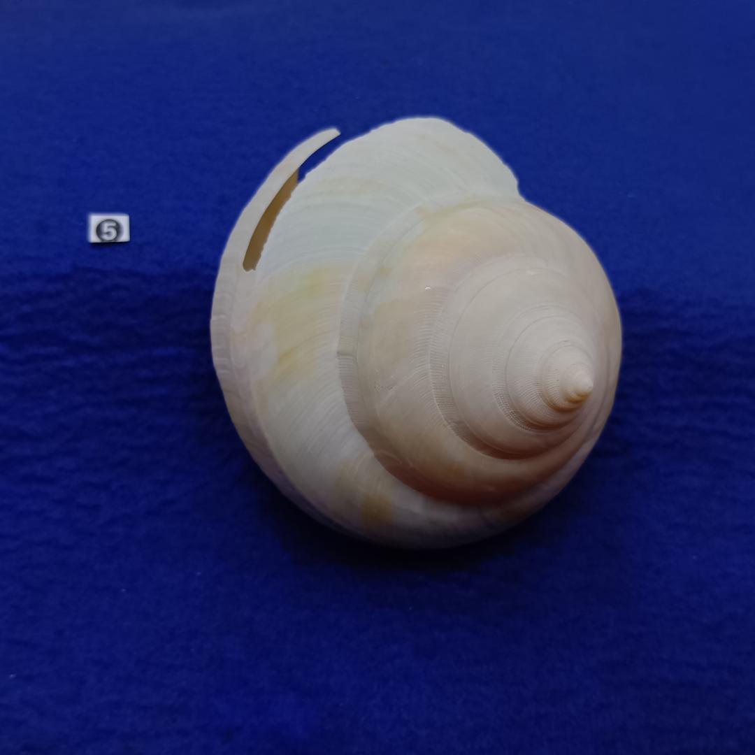 ❺-1貝標本ミナミノオキナエビス（蓋付）