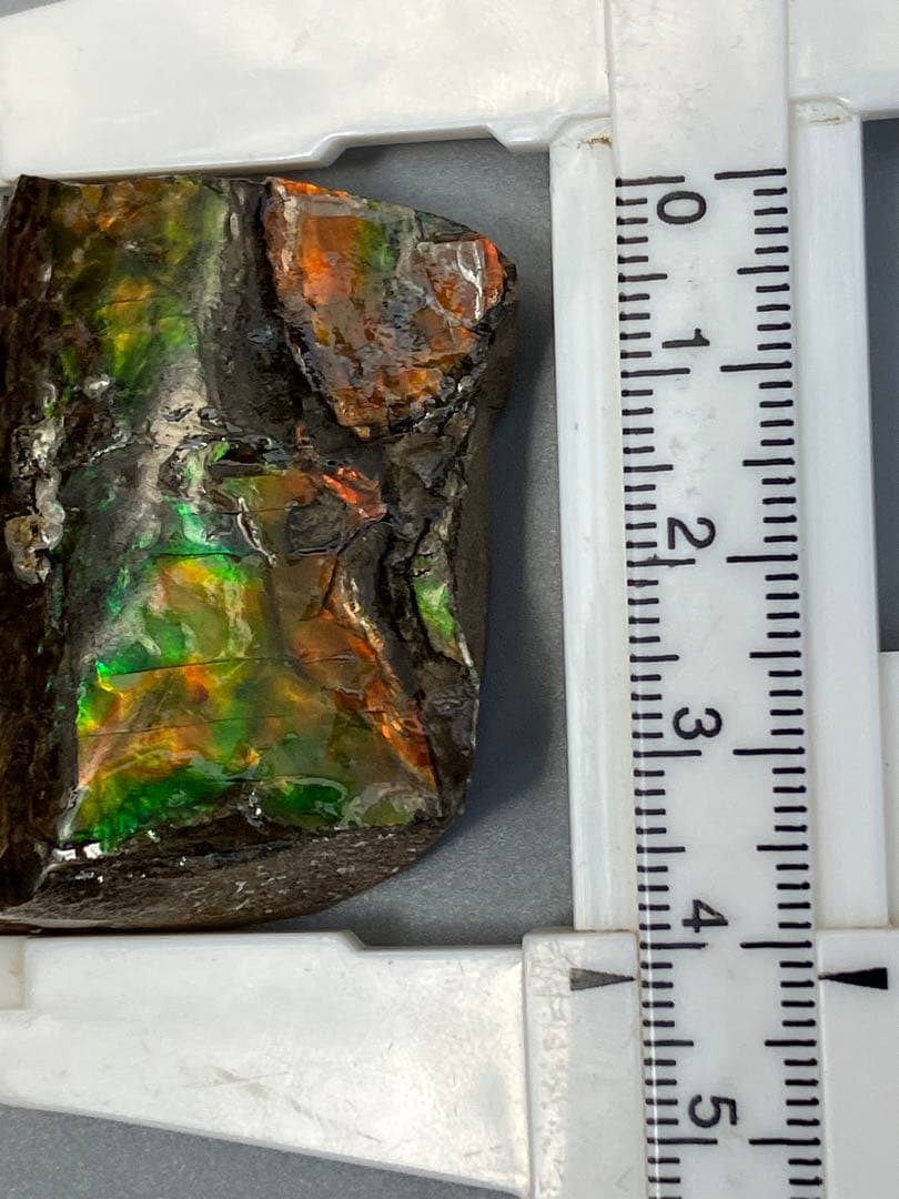 化石　原石　アンモライト　アンモナイト　カナダ産　幅4.1cm 置物　箱付き