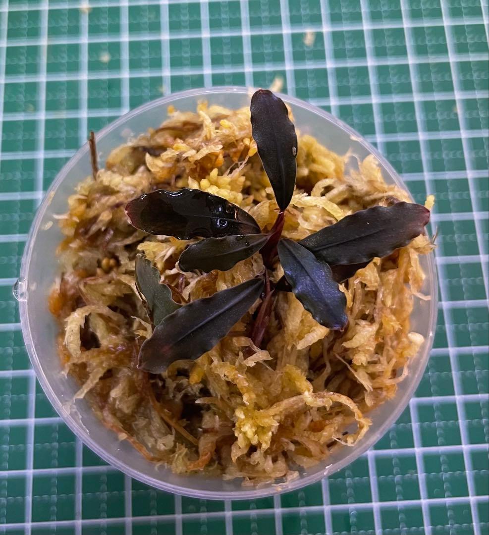 Bucephalandra sp.Ghost kalimantan②