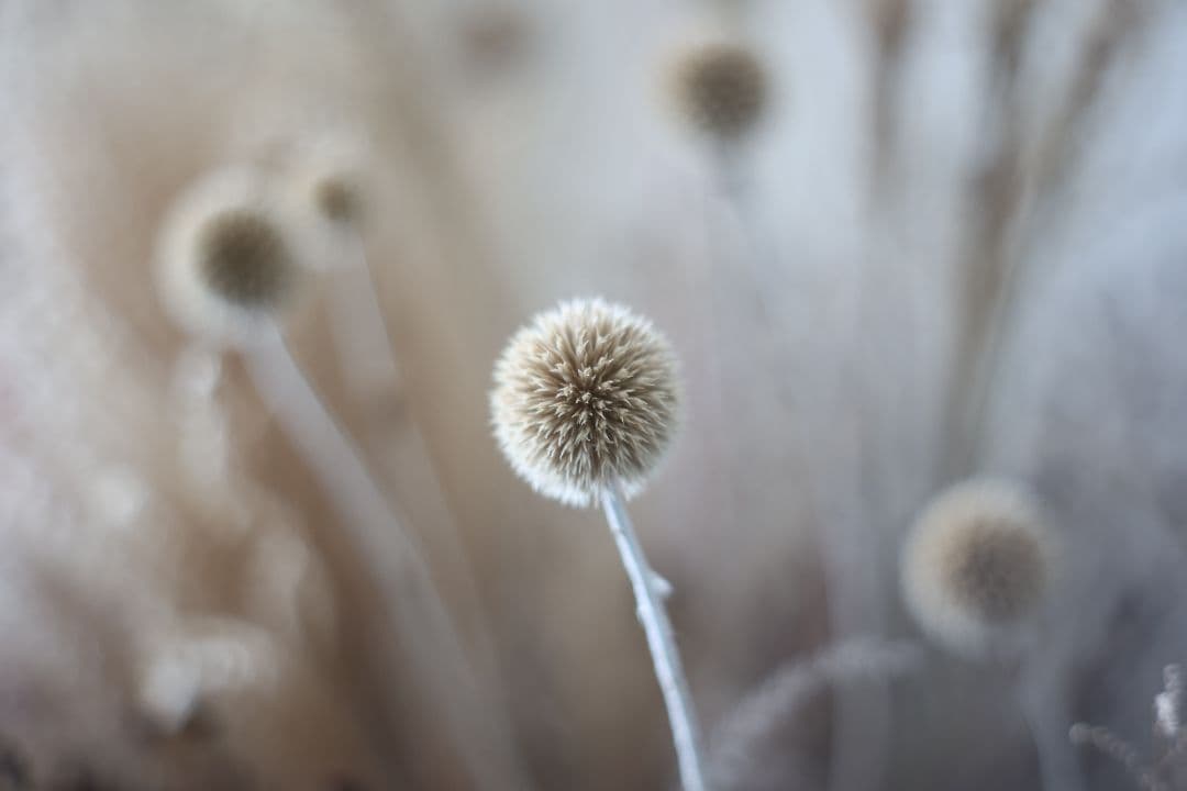 Super-Takumar 55mm F1.8 前期型 【良品 ・整備済】