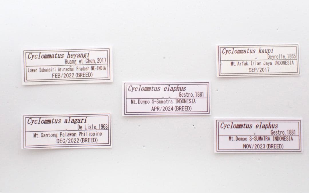 標本　キクロマトス4種　9頭セット　ブリード品
