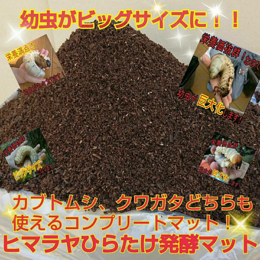 送料無料！80リットル　カブトムシ幼虫の餌！巨大化！ヒマラヤひらたけ発酵マット
