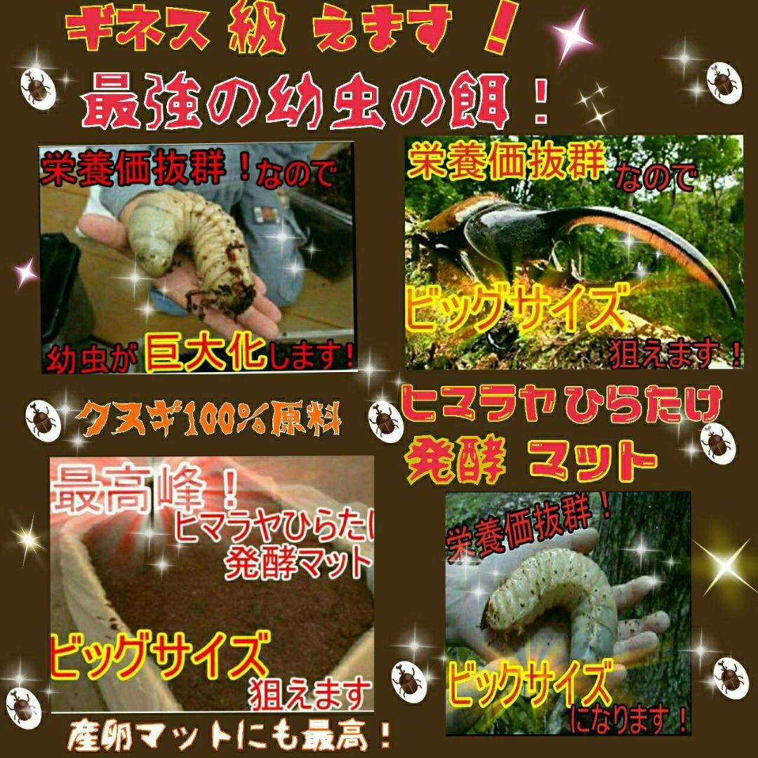 送料無料！80リットル　カブトムシ幼虫の餌！巨大化！ヒマラヤひらたけ発酵マット