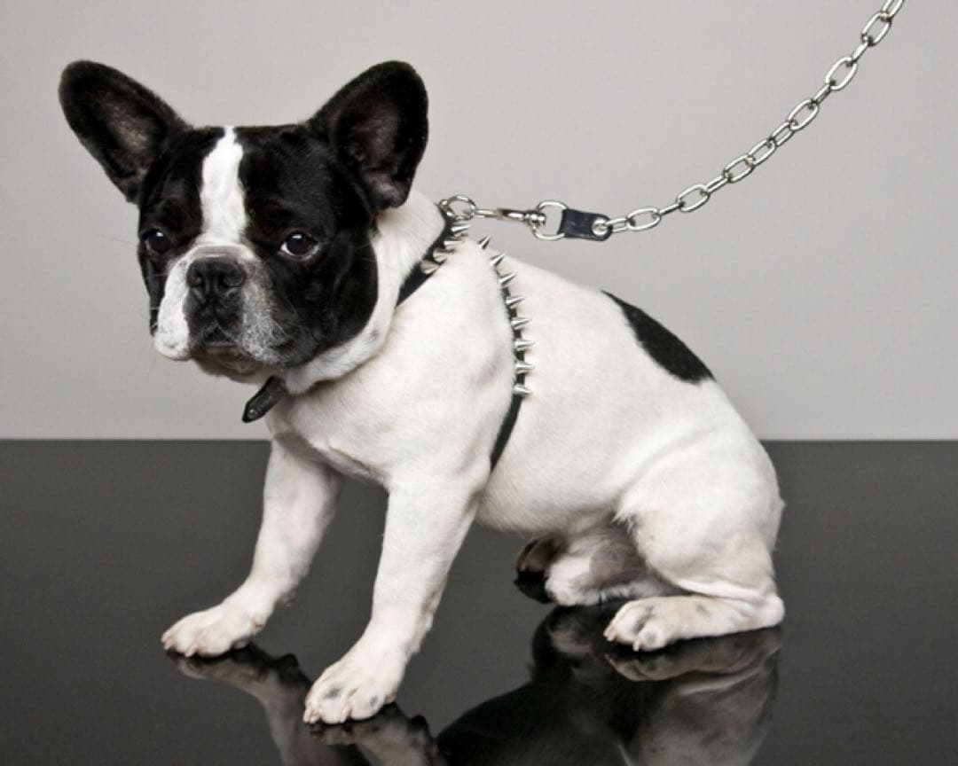 激レア DSQUARED 2 DOG Harness 犬用スタッズ付ハーネス